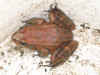 Red Legged Frog Full.JPG (1513977 bytes)